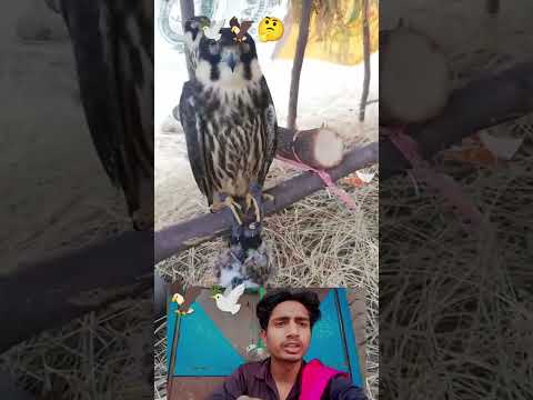 kabootar ki video 🕊️#pigeon #birds #animals #pets #attitude#pigens #bird #kabootar