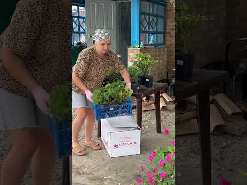Наводжу лад під двором, переробляю клумбу 😍 #shortvideo #garden #осіннійвлог