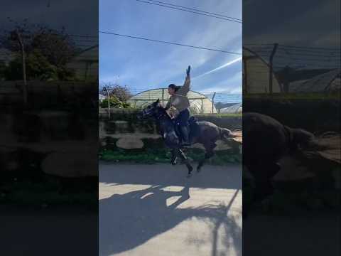 #خيل #فرس #حصان #خيل_عربيه_اصيله #خيل_عربيه #horseracing #horse #cheval #السعوديه #مصر #الجزائر