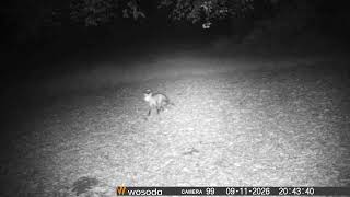 Fox on Trail Cam