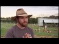 Free-Range and Pastured Egg Production