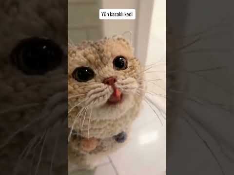 Yün kazaklı kedi  #keşfetteyiz #kahvemakinasi #duet #funny #memes #keşfet #photooftheday #keşfetedüş
