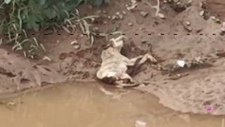 Poisoned and Dumped by The River, He Cried for Help Before Slipping Helplessly into The Mud...