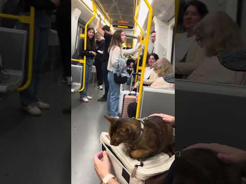 A cat on the subway🚇in Copenhagen 🇩🇰