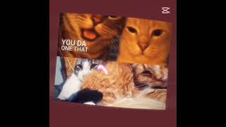 #cat #phonkagressive