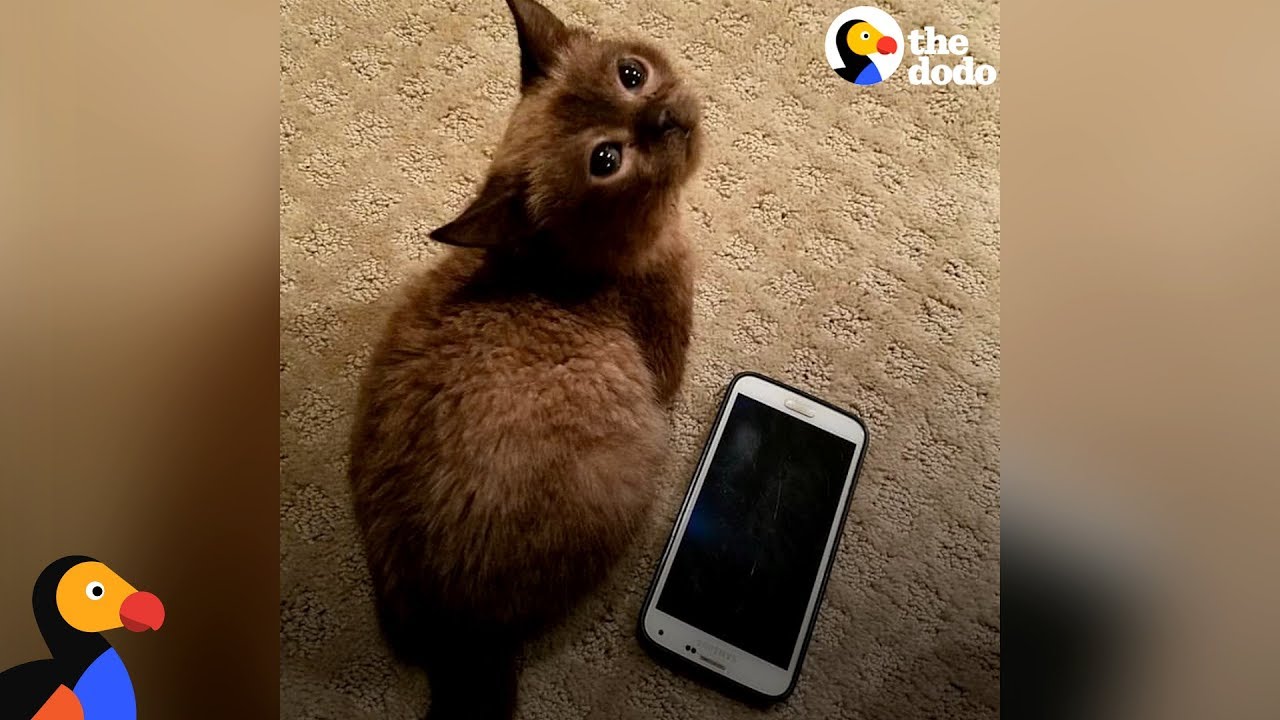 Blind Mini Cat Gives Her Mom Kisses - MILI