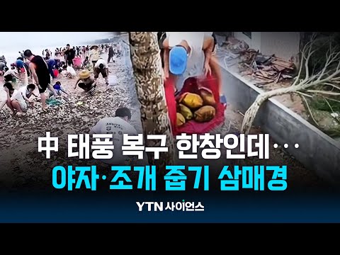 '쑥대밭' 중국, 태풍 복구 한창인데...주민들은 야자·조개 줍기 삼매경|과학뉴스 24.09.10