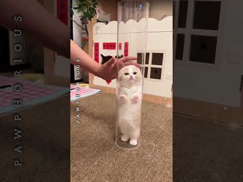 The kitten leap towards you ๐ ๐ป