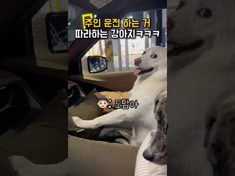 주인 운전 하는 거 따라하는 강아지 ㅋㅋㅋ #shorts
