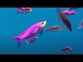 Coral Reefs and Marine Ecosystems