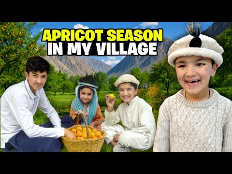 You’ve Never Seen Apricots Like This! 🍑 | Shiraz & Muskan’s Village Surprise!