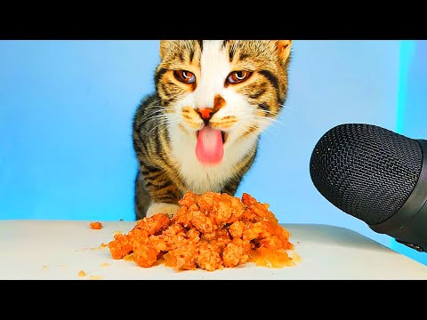 ASMR MUKBANG | Cat Eating Wet Food 😻🎧 (Satisfying Eating Sounds)