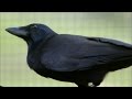 Crow Problem-Solving Techniques