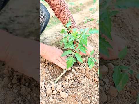 Simple Tips For GrowingTomatoes to Get Better Yield #farmingtechniques @RomFarm