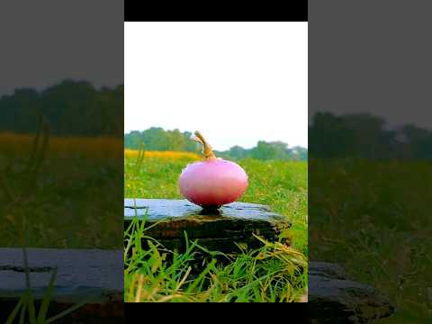 farming Reels 🧅❤️।#shorts #farming #khetibadi #dalyshorts #virulshorts #editing #ideas