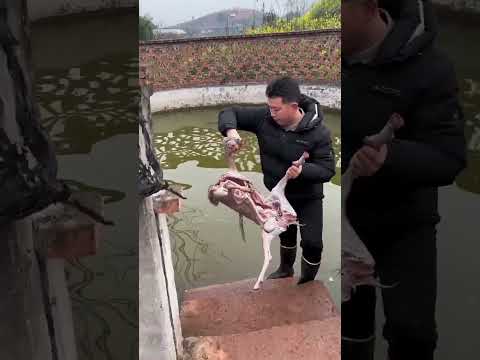 Incredible Fishing Traps #fishing