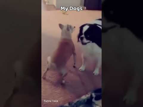 Normal Dogs vs. My Dog: The Struggle is Real! ๐ #FunnyTails #Shorts