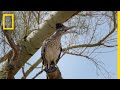 Wildlife Face-off: Roadrunner vs. Rattlesnake