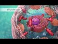 Cell Organelles and Their Functions