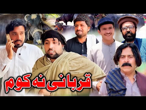 Qurbani Na Kom New Comedy Video Zalmi Vines