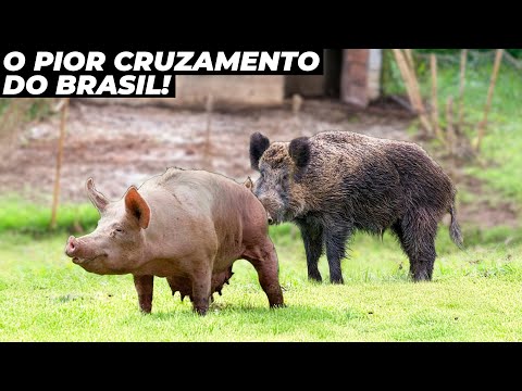 O QUE ACONTECE QUANDO JAVALI CRUZA COM PORCA?