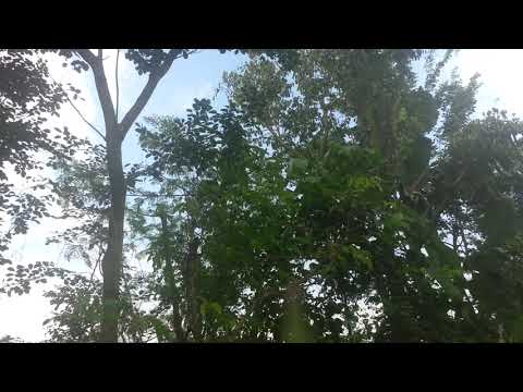 Suara Pikat Cipoh Sirtu Kapasan Tergokil Burung Jamin Turun. mp3 Terbaru Akang Heyeex 2022