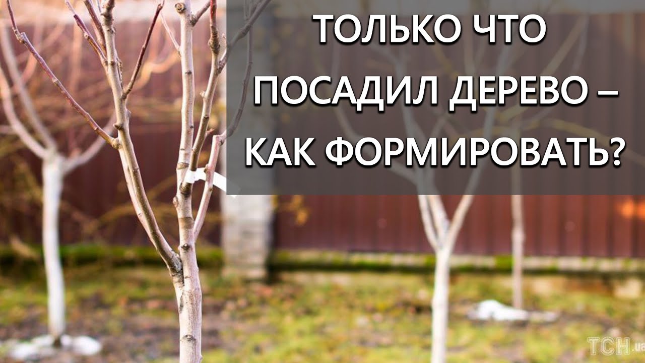 Как формировать однолетние и двухлетнее дерево!