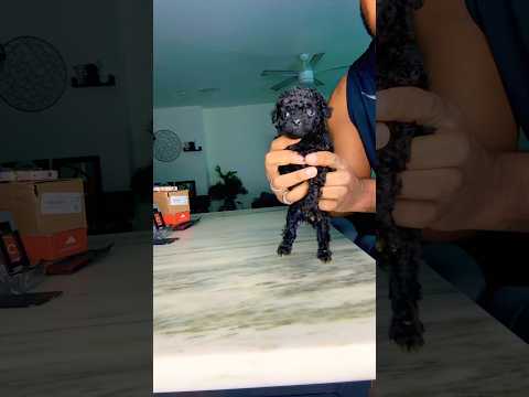 Wiggle your ears ๐ #viralvideo #puppy #cutepuppy #toypoodle #poodle