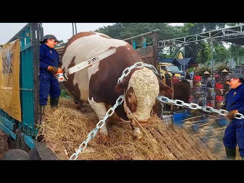 WOMAN TAMES 2000lb BULL Using SECRET Military Technique 🐂💪 | BANNED METHOD REVEALED