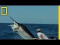 Black Marlin Tagging Adventure