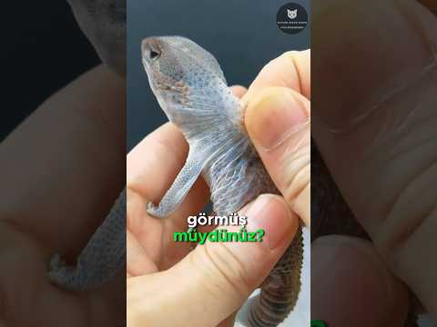 Kertenkeleleri Soymayın! 🦎🖐🏻❌