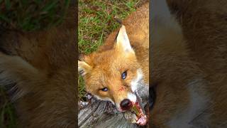 കോഴി കള്ളൻ കുറുക്കനെ പൂശി