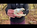 Animal Diets and Ecosystem Roles
