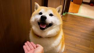 再会に集中したいため、お手などの都合の悪い情報は一切遮断する柴犬