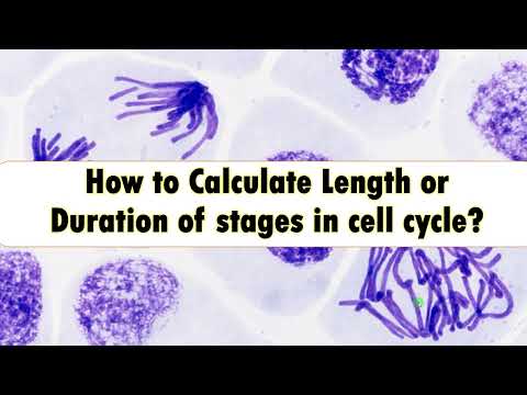 How to Calculate Length or Duration of stages in Cell cycle?