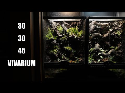 개구리를 위한 30cm 작은 비바리움 만들기 Making a 30cm small vivarium for frogs