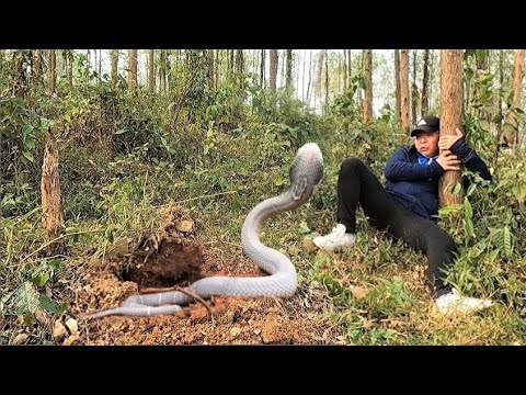 The terrifying moment a man encountered a giant albino king cobra in the jungle+++