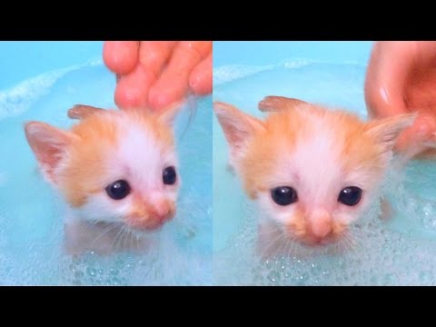 ✰CUTEST Kitten's FIRST BATH✰