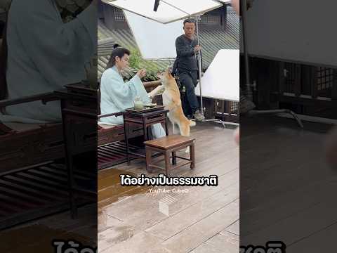 เบื้องหลังการถ่ายละครจีนและนักแสดงสี่ขาสุดน่ารัก