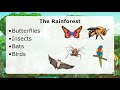 Rainforest Ecosystem Knowledge Assessment