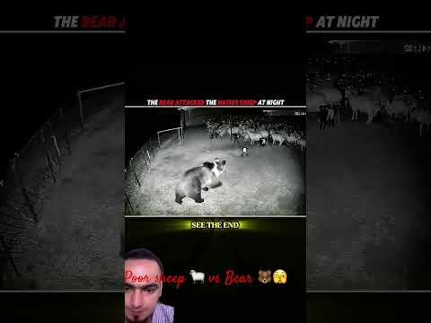 Hungry bear 🐻 vs poor sheep 🐑 #animals #viral #shorts #short #shortsfeed #unfrezzmyaccount #duet