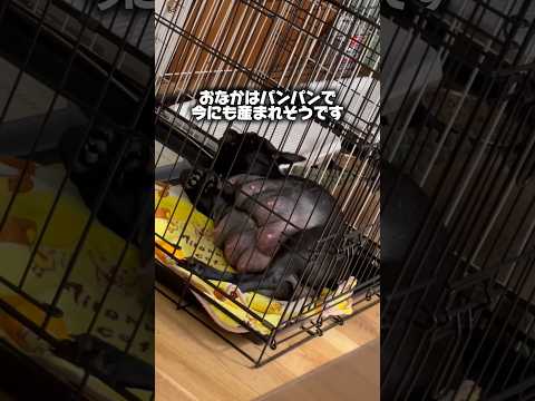 【900万再生】犬の出産はとても過酷