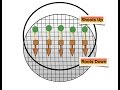IAA and Plant Growth Experiment
