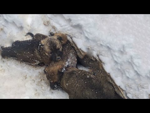 7 Puppies Shivering, Covered in Snow...Starving in Despair