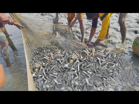 Amazing Best Fishing in Village River। আজ ঘন কুয়াশার মধ্যে জালে বাটা ও চিংড়ি মাছে ভরপুর। Fish video