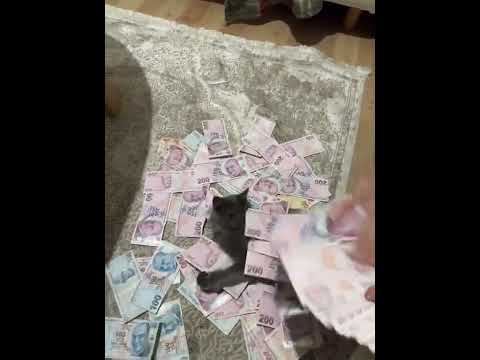 Money talks💸💸💸(tt/ae.muhqmmet)#keşfet #cat #kesfetedus #kesfetteyiz #funny #fypppp
