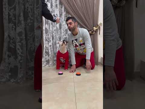 Kira mette la ZAMPA!!! E…… 🐾🐾