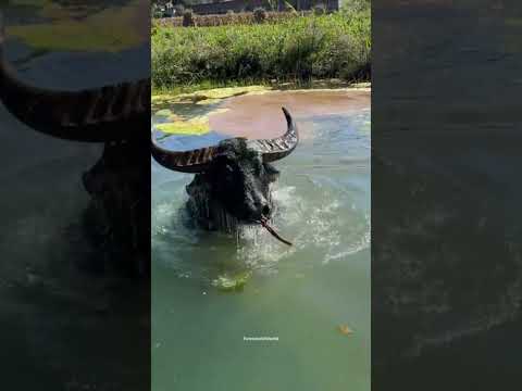 Crazy water buffalo