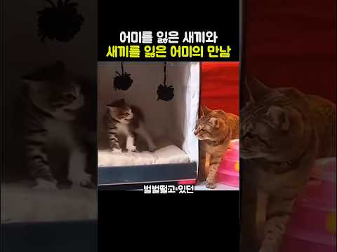 어미를 잃은 새끼와 새끼를 잃은 어미의 만남 #고양이 #아기고양이 #감동영상 #눈물주의
