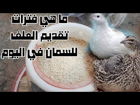 ماهي فترات تقديم العلف و ترك الإضاءة لطائر السمان؟